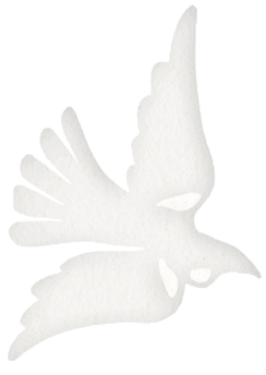 Tuī
the forest architect