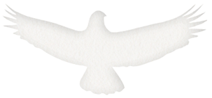 Kāhu
the ecosystem warrior